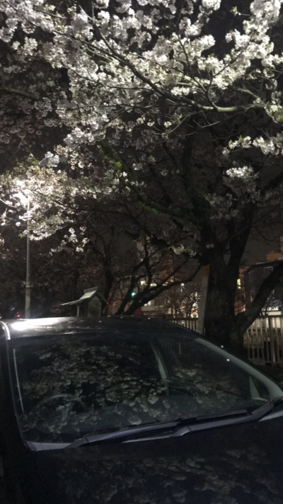 image夜桜0.png