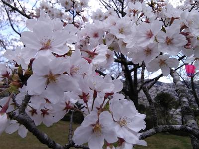 image桜３．２５.jpeg
