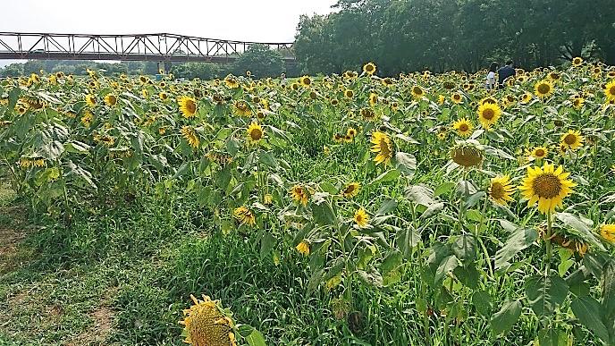 一戸建て注文住宅 ミサワホーム四国 香川県 徳島県 愛媛県 高知県のハウスメーカー