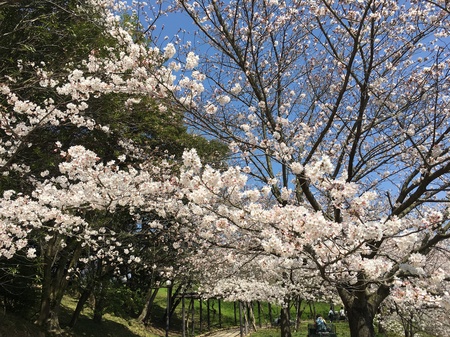 2018.3月桜.jpg