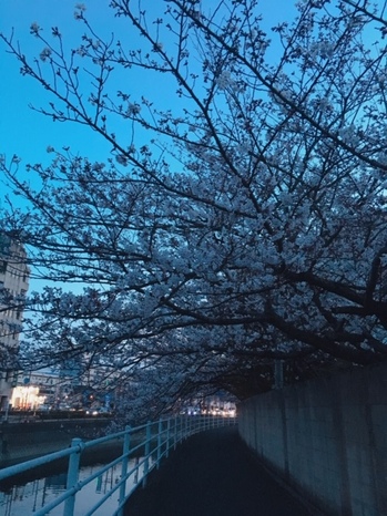 薄闇の桜.jpg
