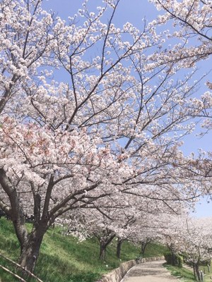 31.4月桜①.jpg