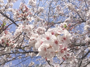 31.4月桜②.jpg